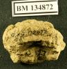 BM 134872 rev. (British Museum)